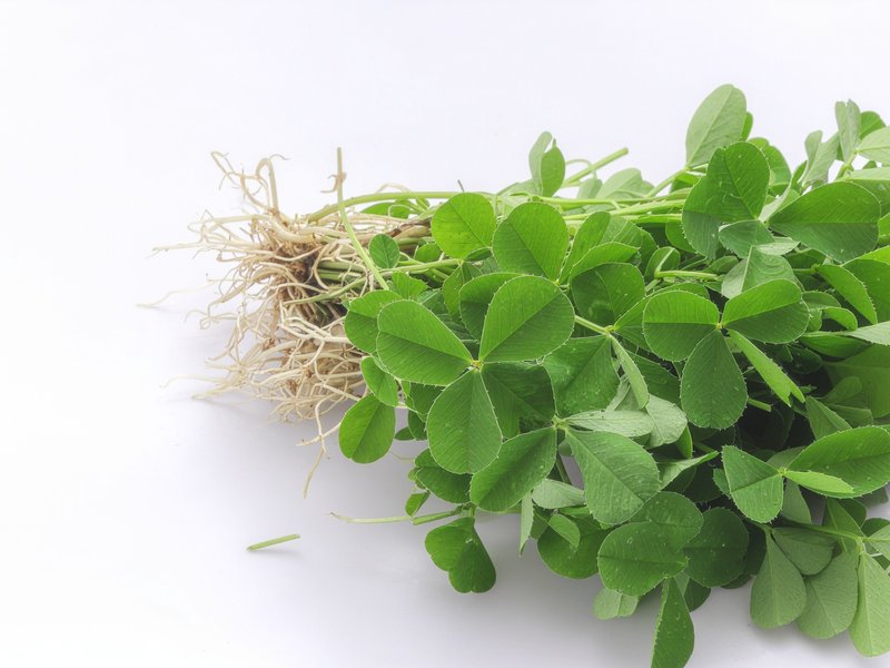 मेथी के छोटे से पत्तों में छुपा सेहत का खजाना, सर्दियों में खाने से मिलेंगे अनेक फायदे