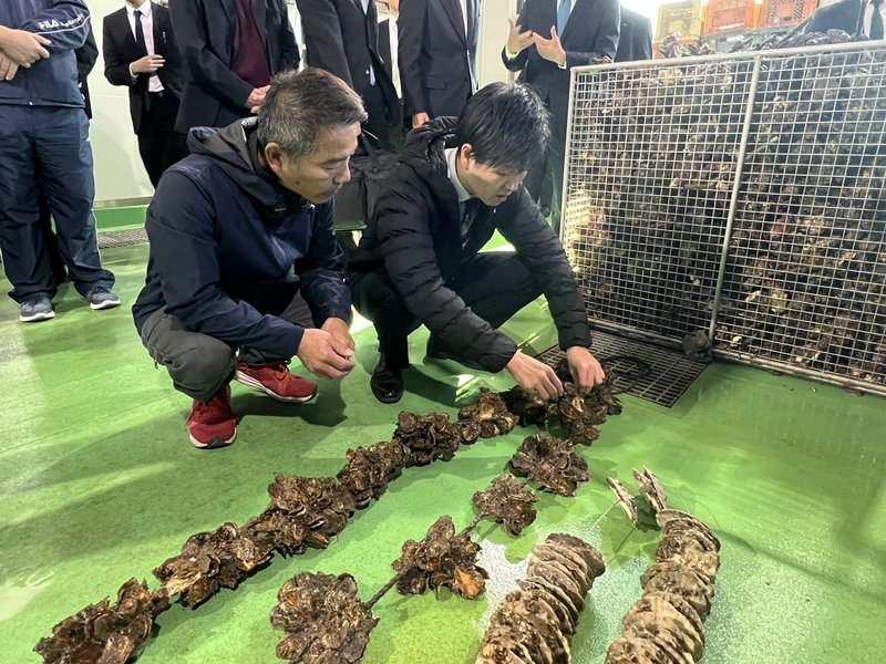japanese oyster farmers
