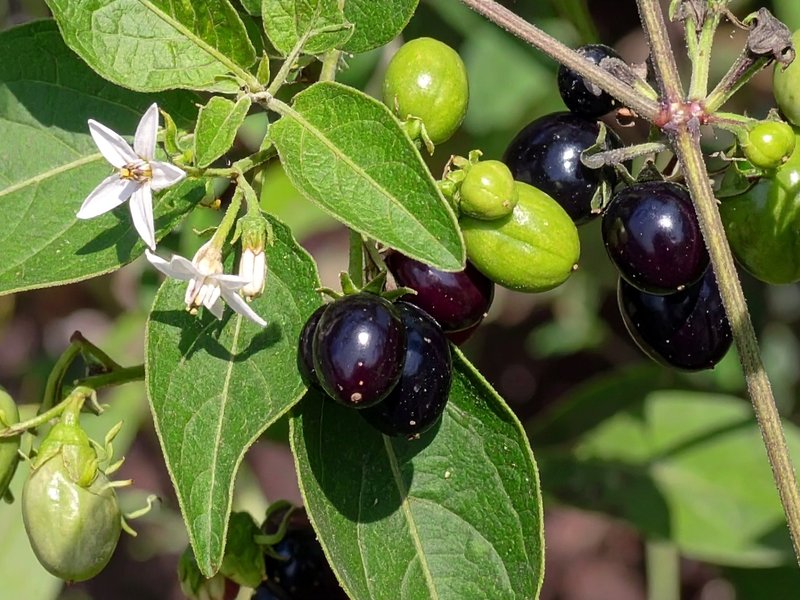 मकोय: छोटा-सा पौधा, जिसमें छिपा है औषधीय गुणों का खजाना