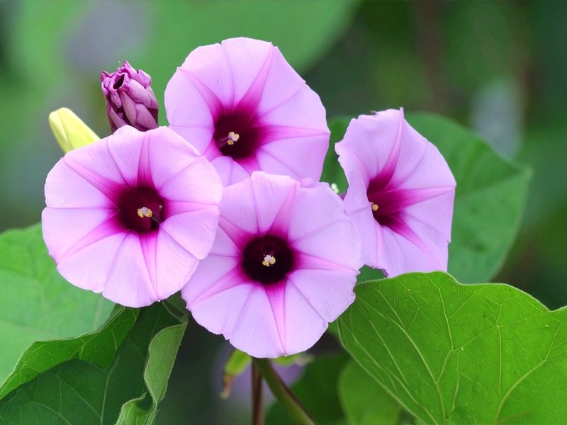 स्वास्थ्य के लिए वरदान है विधारा, जड़ से लेकर फूल तक सब फायदेमंद