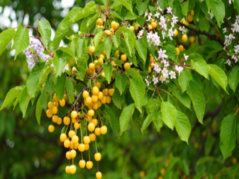 मच्छर और कीड़ों से हैं परेशान तो घर में रखें बकायन की छाल, मिलेगी निजात 