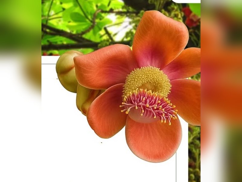 Nagalinga tree benefit