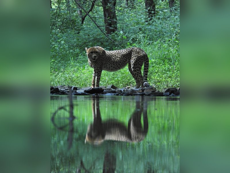 अंतरराष्ट्रीय चीता दिवस: प्रधानमंत्री मोदी ने वन्यजीव प्रेमियों को दी बधाई, बोले- आज भारत कई चीतों का घर