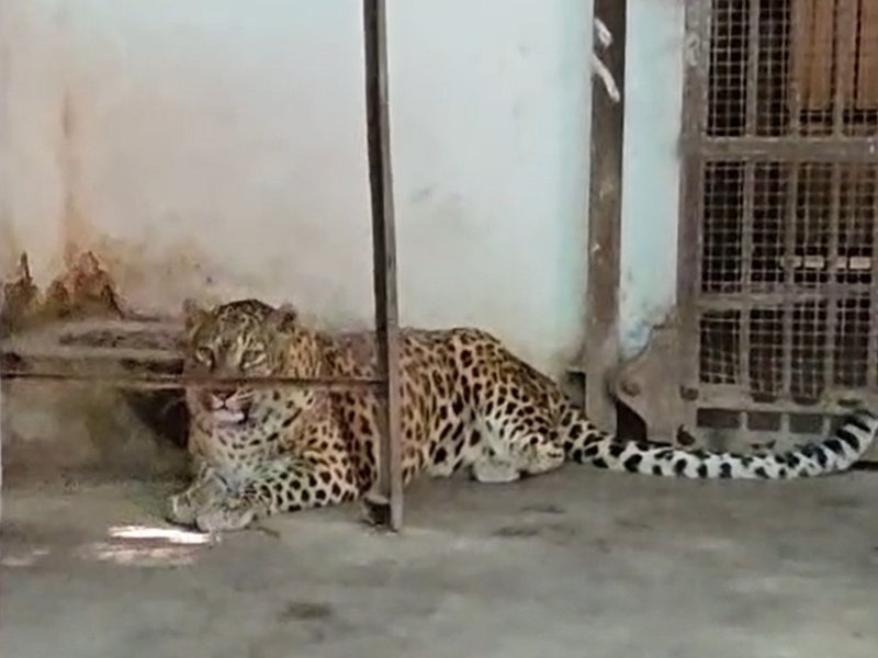 अंतरराष्ट्रीय चीता दिवस पर बोले वन्य प्राणी विशेषज्ञ-भारत में बढ़ रही चीतों की संख्‍या, पीएम मोदी की पहल सराहनीय