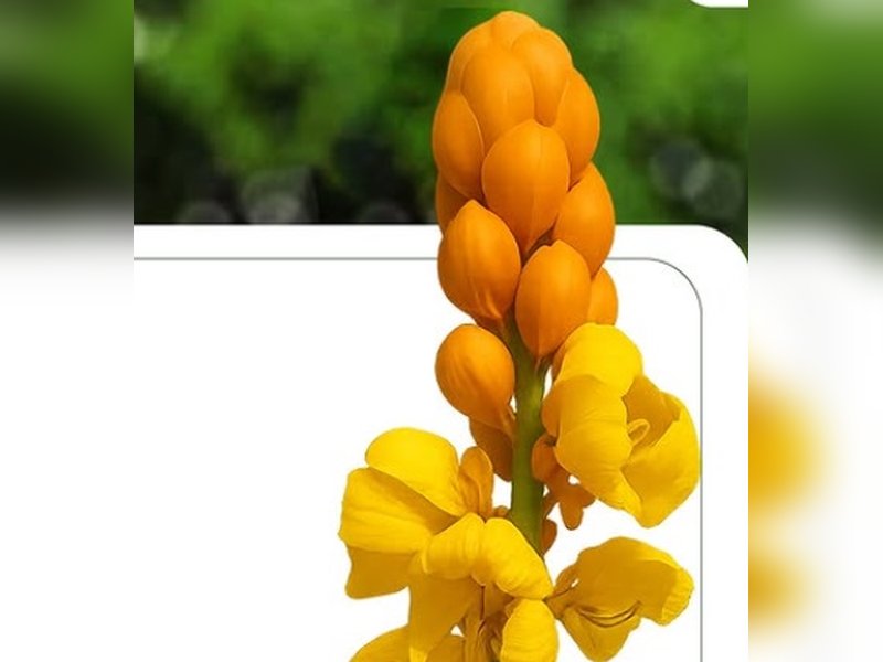 Daad Mardan Flower Benefit