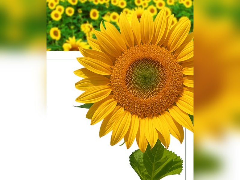 सिर्फ खूबसूरत नहीं, बल्कि सेहत का भी खजाना है सूरजमुखी