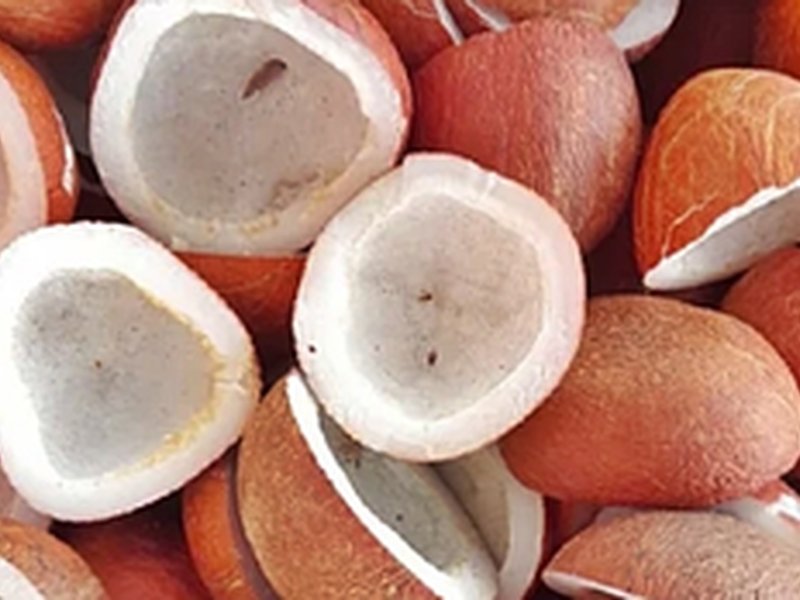 कैबिनेट ने 2026 सीजन के लिए खोपरा की एमएसपी को 445 रुपए प्रति क्विंटल तक बढ़ाया 