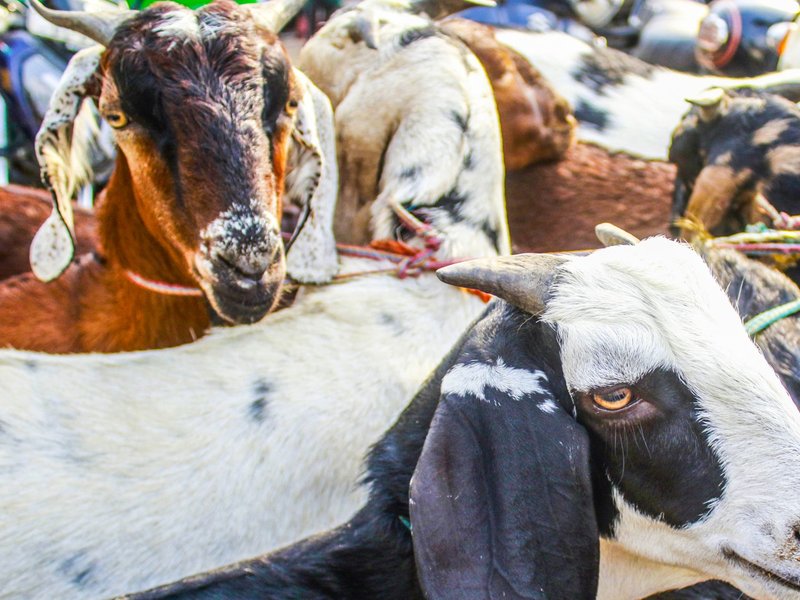 Bihar: Robbers posing as police steal goats purchased under CM’s scheme (Photo: IANS)