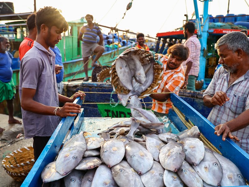 अप्रैल से अक्टूबर में 14 प्रतिशत बढ़ा भारत के समुद्री उत्पादों का निर्यात, अमेरिका में झींगे के निर्यात को मिली मजबूती