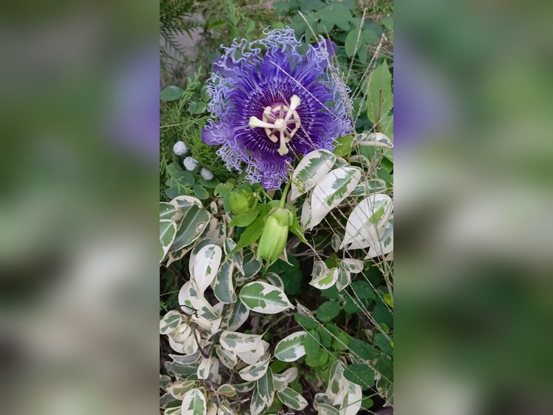 Krishna kamal benefit