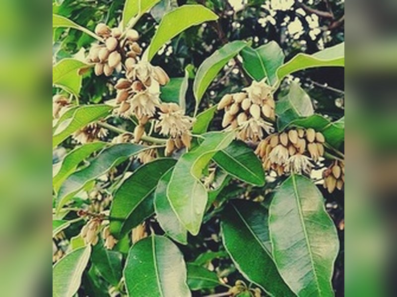 Moulshree flower benefit