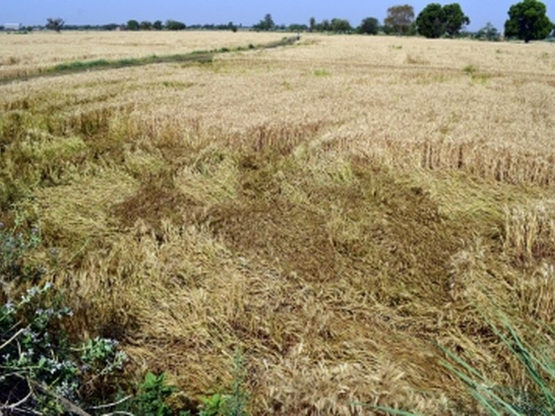 Rs 14,122 crore worth of bank loans to farmers hit by natural calamities written off in H1 2025-26