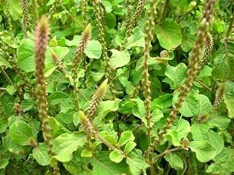 मोटापे से लेकर पुरानी खांसी तक में राहत दे सकता है अपामार्ग का पौधा 