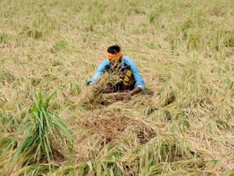 India has added 2,361 MW biomass capacity in last 10 years: Minister
