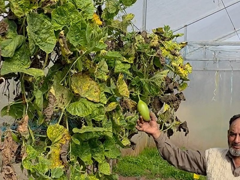 लगन और कड़ी मेहनत से रोल मॉडल बना किसान, उगा रहा विदेशी किस्म की सब्जियां 