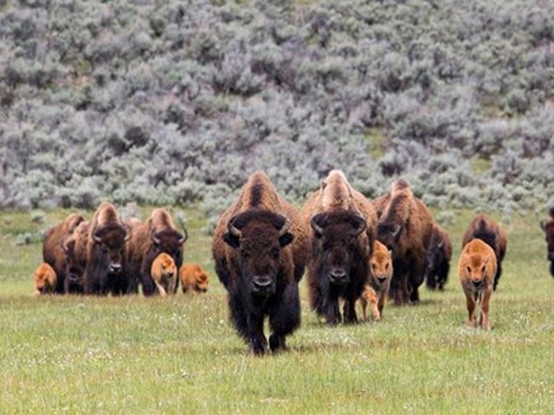 US bill seeks to expand tribal buffalo herds