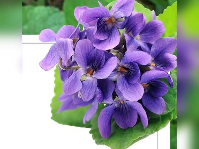 Banfasha ka kadha, Banfasha benefit 