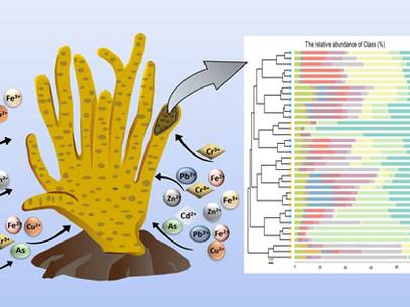 Indian study shows how freshwater sponge-associated microbes can tackle metal pollution