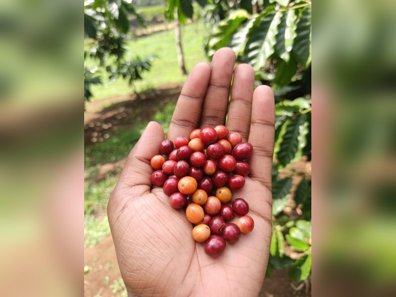 इम्यूनिटी बढ़ाने से लेकर ब्लड प्रेशर कंट्रोल करने तक, जंगली बेर है सर्दियों का सुपरफूड