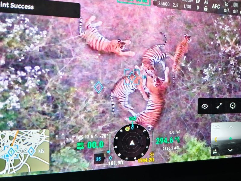 Five tigers spotted in Karnataka's Chamarajanagar, prohibitory orders imposed in 3 villages