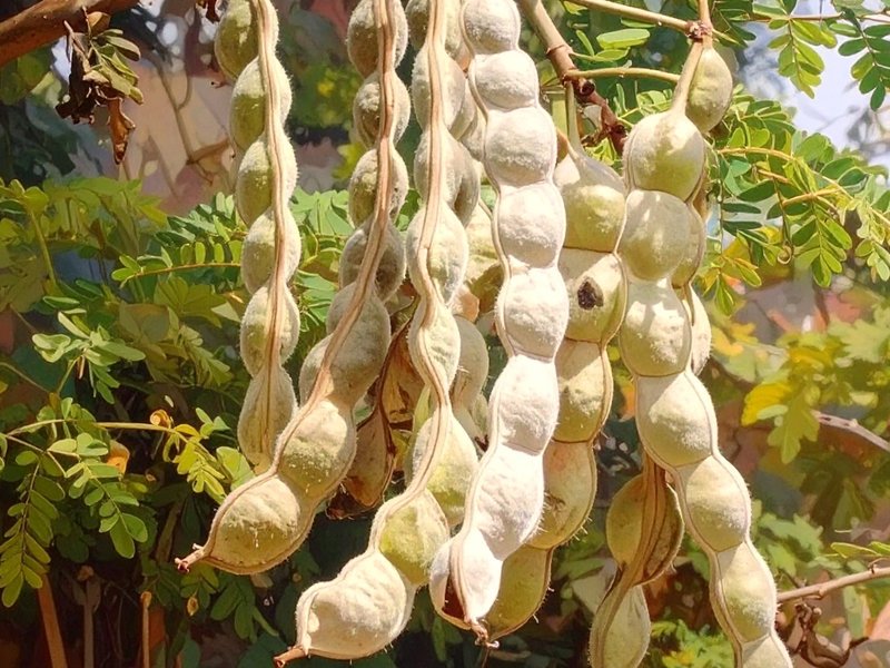 हड्डियों से लेकर पाचन तक, हर समस्या का हल छीपा है इस फली में