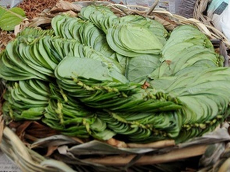 संक्रमण से रक्षा और पाचन का प्राकृतिक उपाय है 'पान का पत्ता'