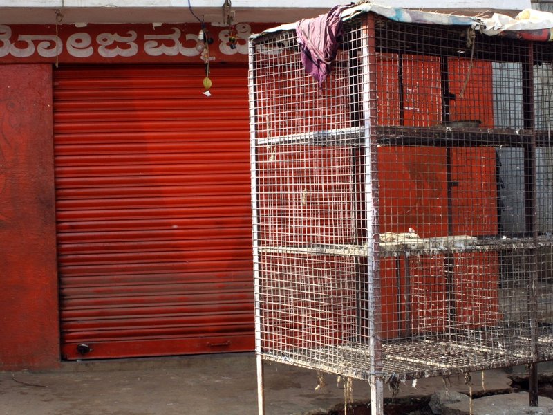 Fresh avian influenza outbreak in Kerala; Alappuzha, Kottayam on high alert