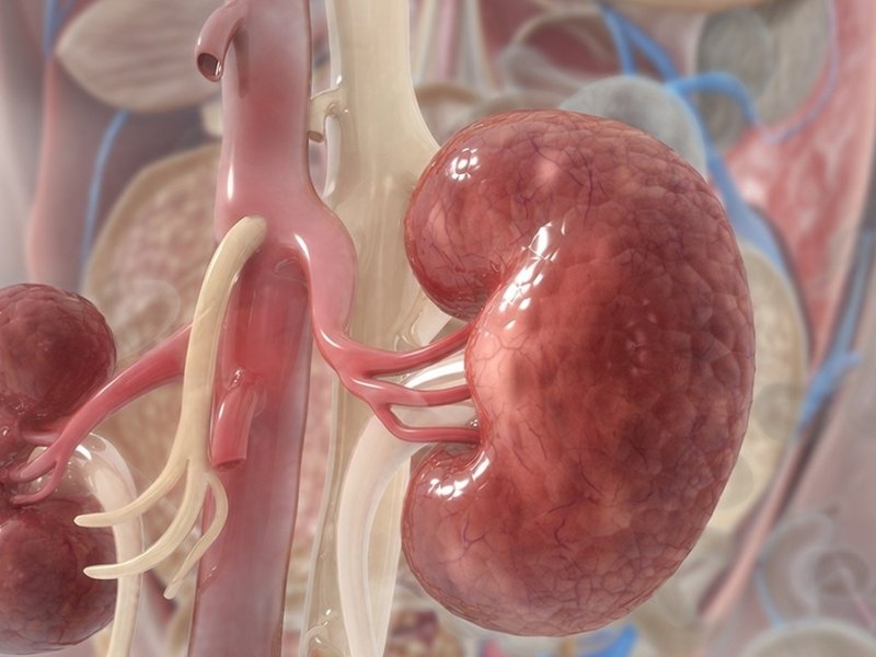 सर्दियों में किडनी की सेहत पर बढ़ सकता है खतरा, जानें कैसे रहें सुरक्षित