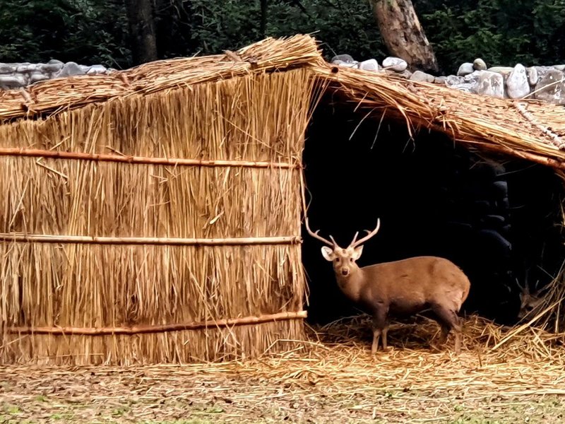 Room heaters, sacrum grass thatch for zoo inmates in Punjab