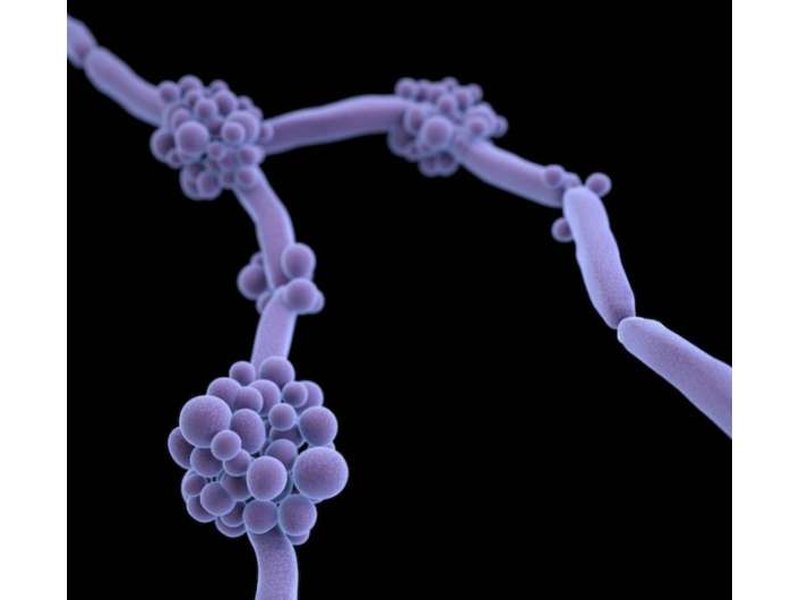 Indian study shows drug-resistant fungus turning more deadly, spreading globally