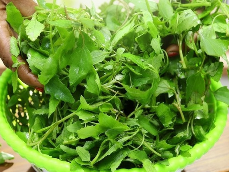 सर्दियों में बथुआ है बेहद खास, एनीमिया और कब्ज जैसी समस्याओं से दिलाएगा राहत