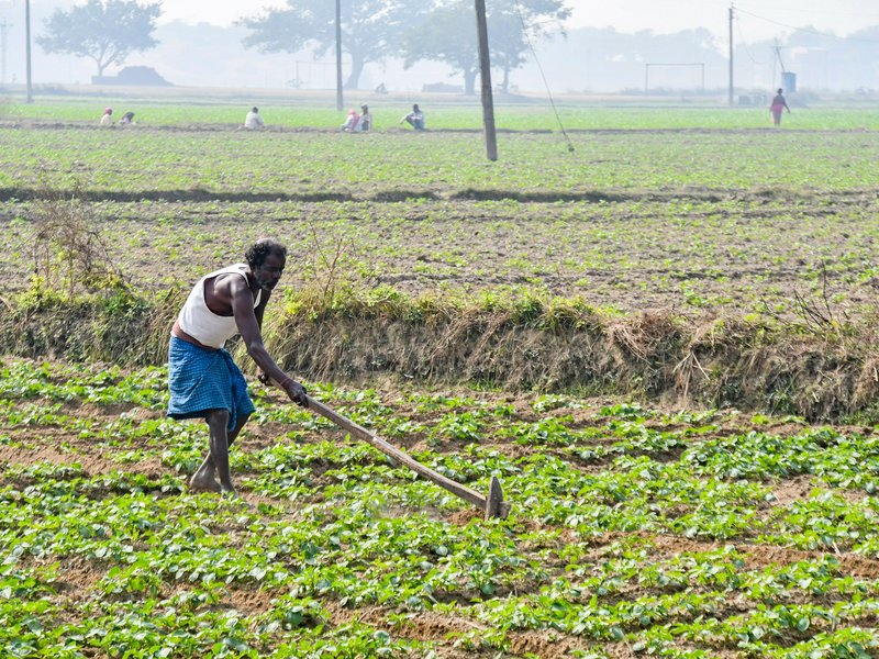 केंद्र सरकार चालू रबी सीजन में उर्वरकों की सब्सिडी पर खर्च करेगी 37,952 करोड़ रुपए 
