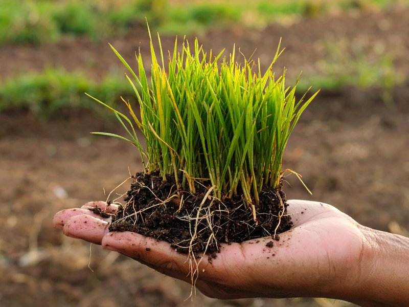 ब्लड प्रेशर नियंत्रित कर एनीमिया दूर करती है दूर्वा, सेवन से मिलते कई लाभ