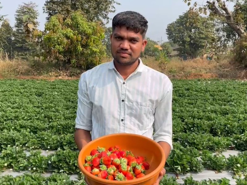 गुजरात : पारंपरिक खेती से आगे बढ़े डांग के जिग्नेश भोए, सरकारी सब्सिडी से स्ट्रॉबेरी खेती कर लाखों की अतिरिक्त आमदनी 