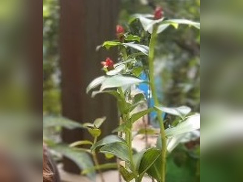 डायबिटीज से हैं परेशान तो घर पर जरूर लगाएं 'इंसुलिन' प्लांट