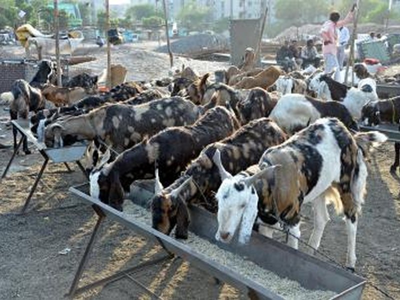 Livestock sector continues to strengthen India's agricultural economy