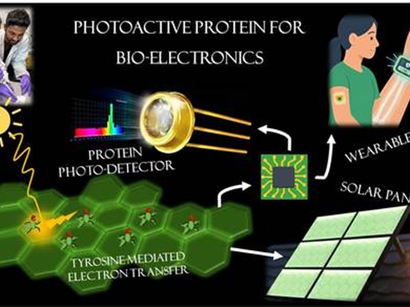 INST scientists find natural protein that can reshape future of electronic materials