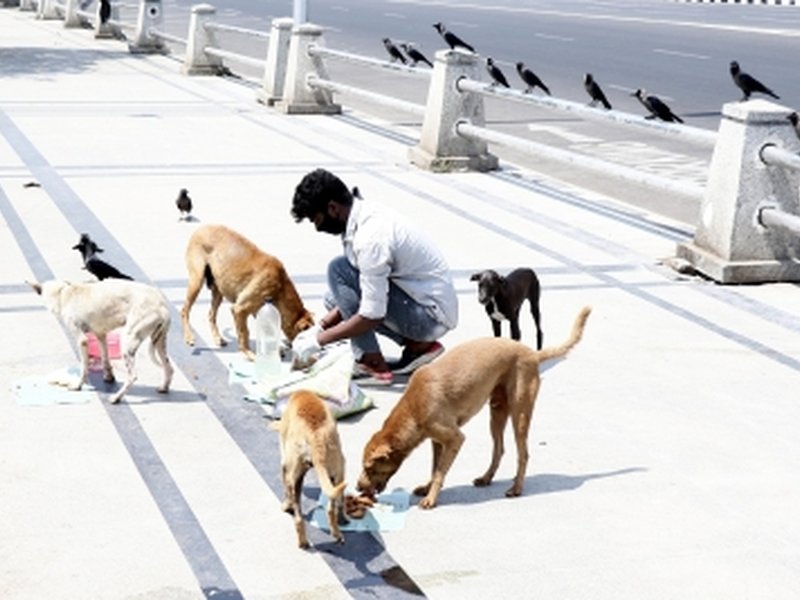 SC questions attitude of those feeding stray dogs in public places