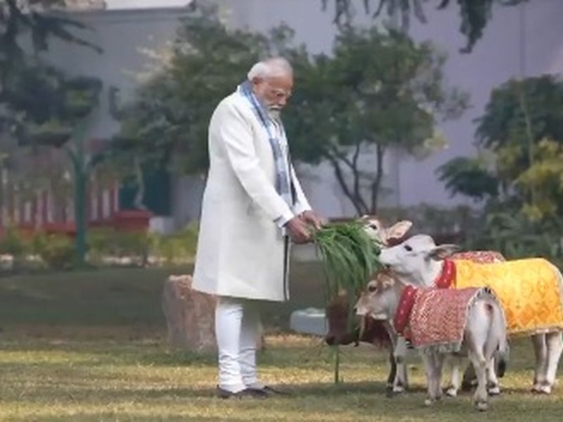 PM Modi feeds cows at his residence on occasion of Makar Sankranti; BJP leaders react