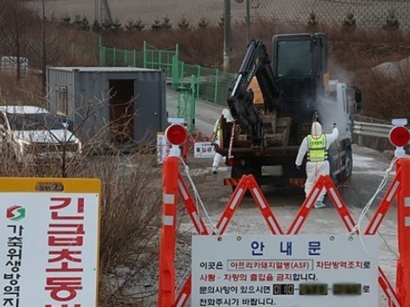 South Korea reports 1st African swine fever case in 2 months