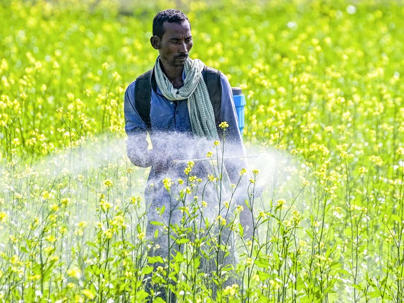 Area sown under rabi crop surges by 20.88 lakh hectares