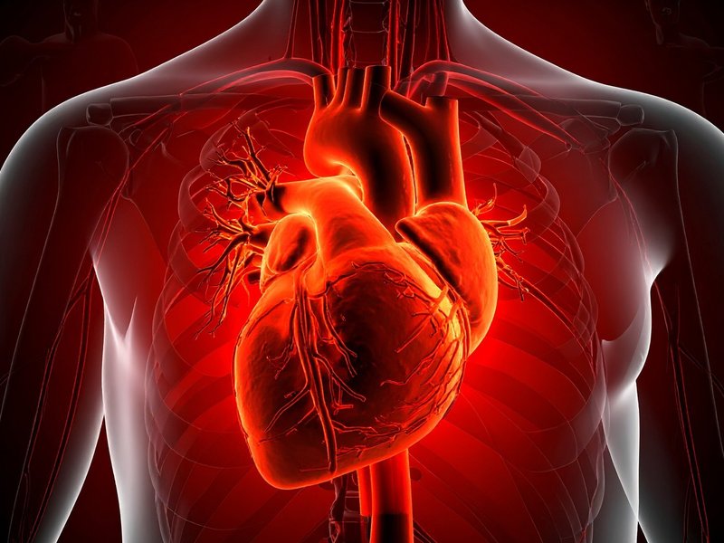 Human heart regrows muscle cells after heart attack: Study