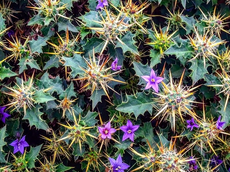 भटकटैया: जंगल का रहस्यमयी पौधा, जिसके फूल, तने और बीज सब में छिपा है औषधीय गुण