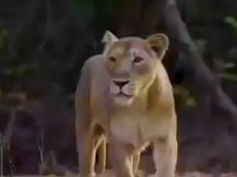 33 साल बाद फिर टाइगर स्टेट बना गुजरात, रतनमहल वन्यजीव अभयारण्य में दिखा बाघ