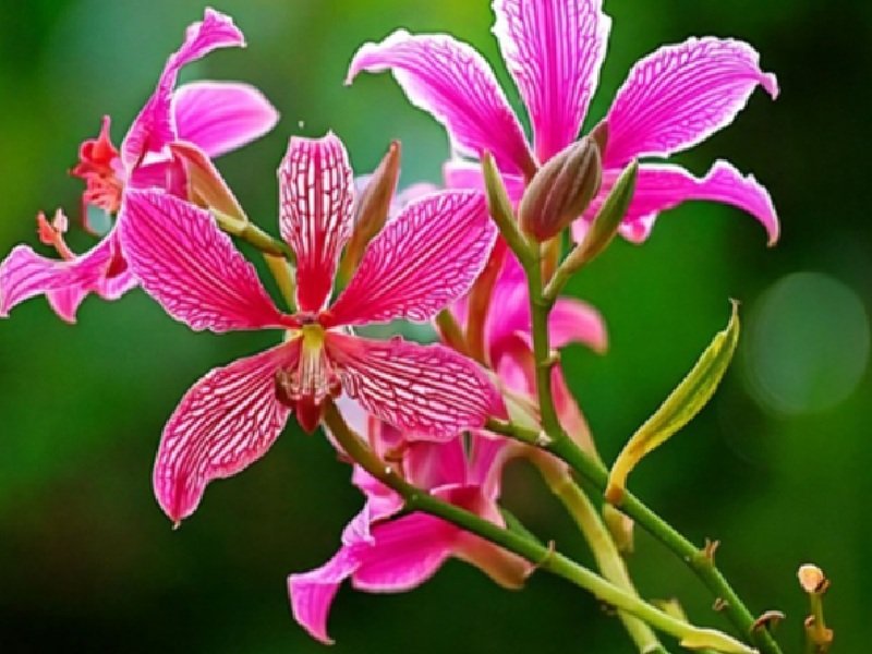 बवासीर के लिए काल है कचनार के पेड़ की जड़, जान लें प्रयोग का सही तरीका