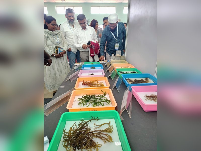Seaweed output triples in a decade as India targets scale-up in cultivation and processing
