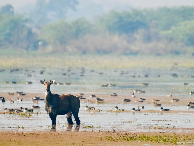 प्रधानमंत्री मोदी ने एटा बर्ड सेंचुरी और कच्छ छारी-ढांड को रामसर साइट के रूप में मान्यता पर जताई खुशी