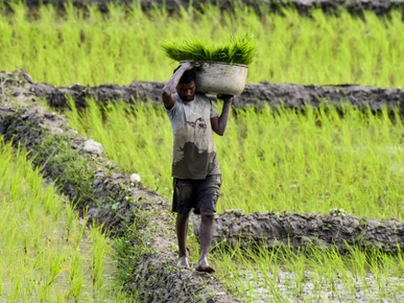 Farmers look to Budget 2026-27 for relief and guarantees (Photo: IANS)