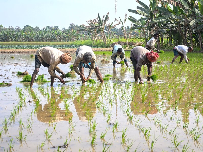 AI booster for agriculture: 7.63 crore farmer IDs created, 23.5 crore crop plots surveyed
