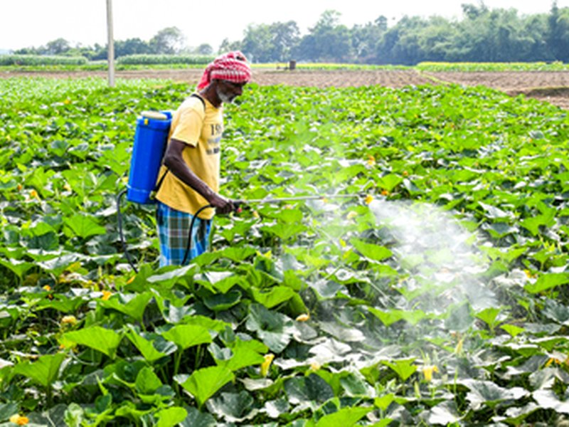 Area sown under rabi crop rises to 676.84 lakh hectares